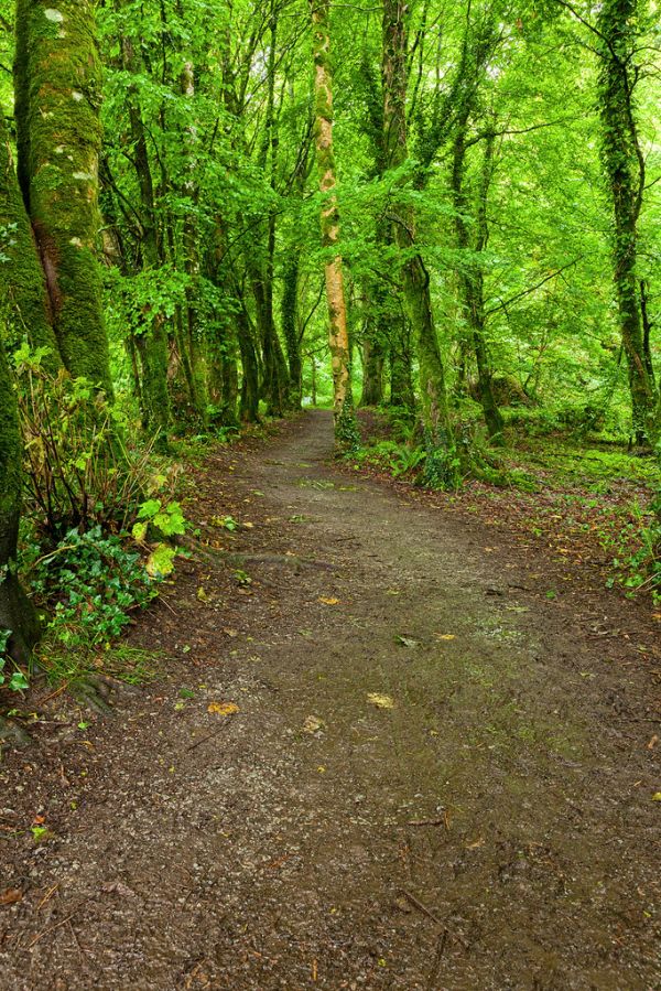 Killarney Forest Trail