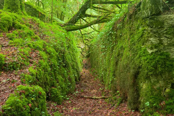 Ancient Emerald Forest Trail