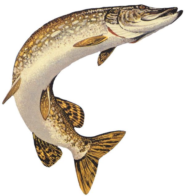 Northern Pike (Esox lucius)